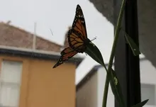 butterfly 4000x3000 wallpaper Art HD Wallpaper